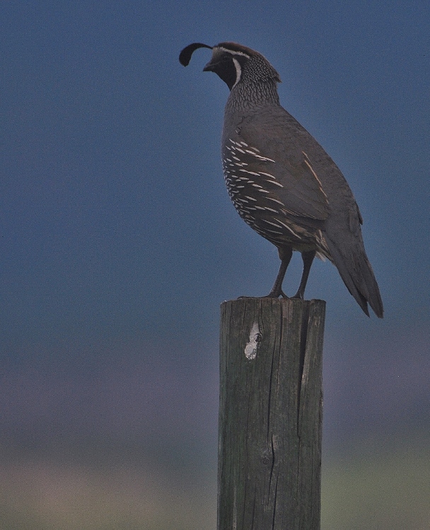 quail on post